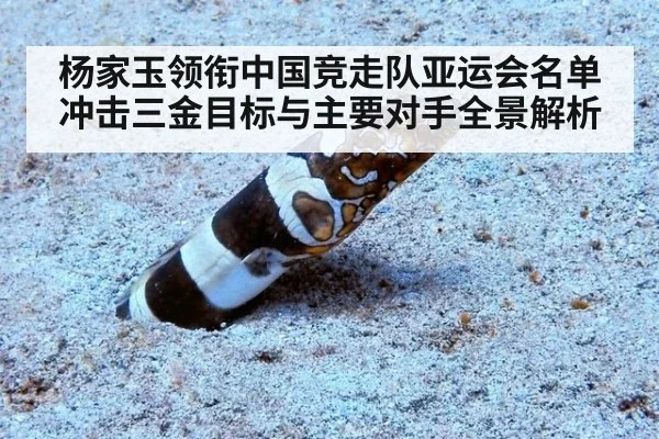 杨家玉领衔中国竞走队亚运会名单 冲击三金目标与主要对手全景解析